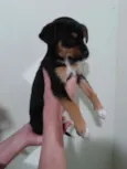 Filhotes abandonados
