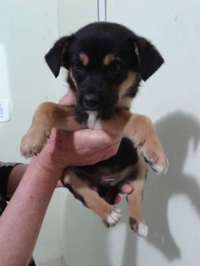 Cachorro ra a SRD idade 2 a 6 meses nome Filhotes abandonados