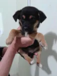 Filhotes abandonados