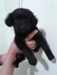 Filhotes abandonados