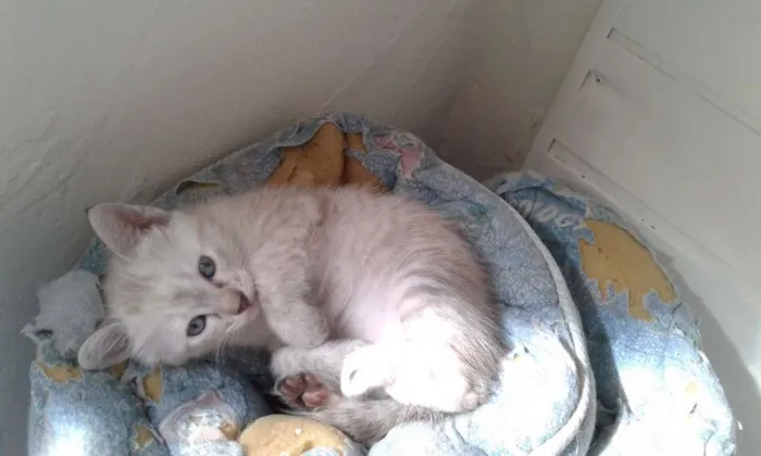Gato ra a SRD idade 2 a 6 meses nome Sem Nome