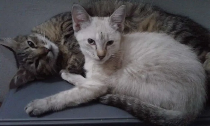 Gato ra a SRD idade 2 a 6 meses nome Sem Nome