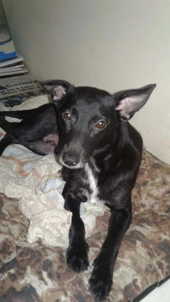 Cachorro raça Srd idade 1 ano nome Suzi