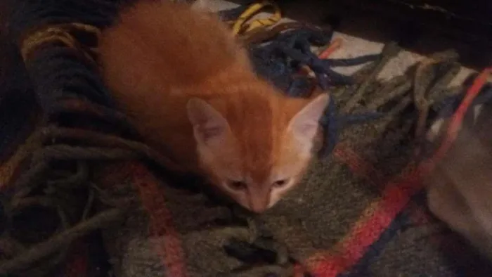 Gato raça Vira lata idade Abaixo de 2 meses nome Sem nome