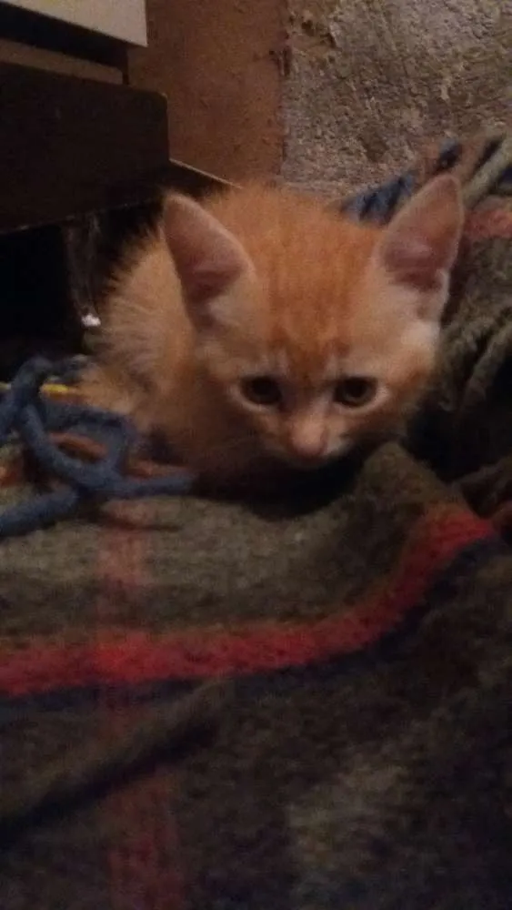 Gato raça Vira lata idade Abaixo de 2 meses nome Sem nome
