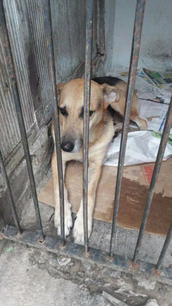 Cachorro ra a Srd idade 2 anos nome Bela