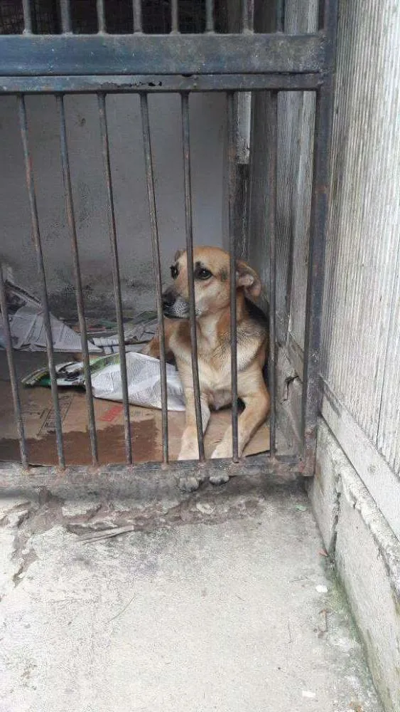 Cachorro ra a Srd idade 2 anos nome Bela