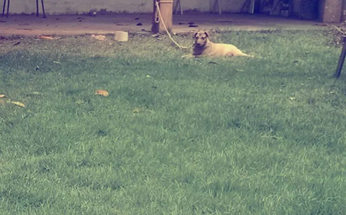 Cachorro raça Vira-lata idade 7 a 11 meses nome Shena