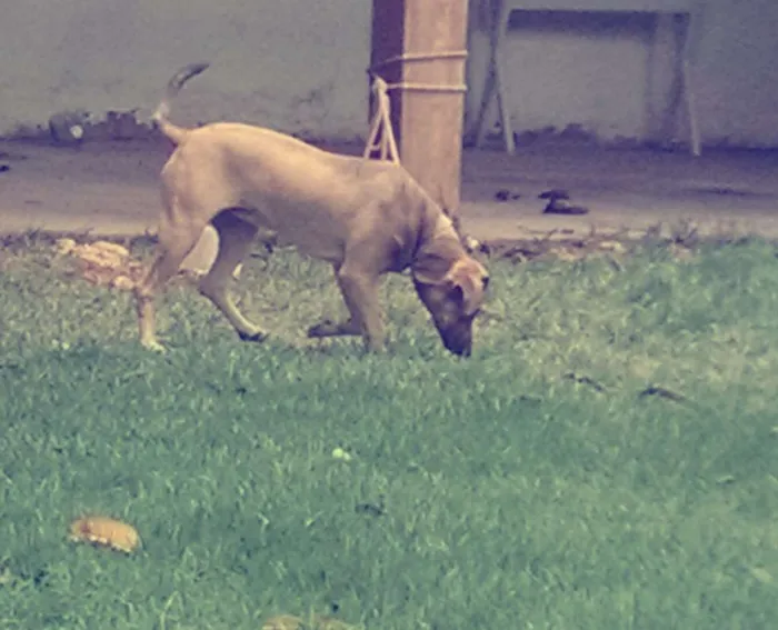 Cachorro raça Vira-lata idade 7 a 11 meses nome Shena