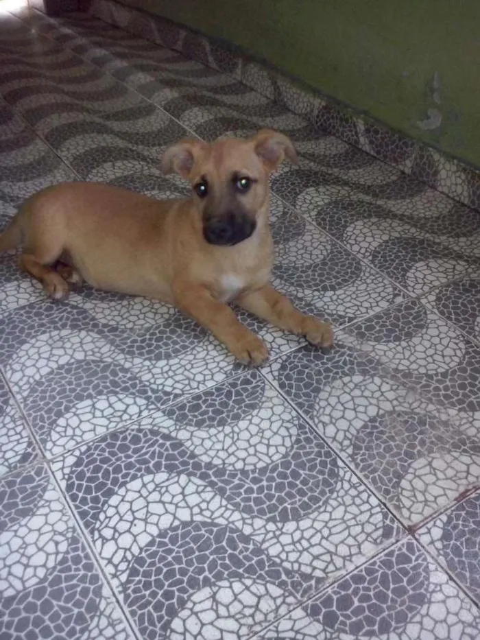 Cachorro ra a viralatas idade 2 a 6 meses nome lupita