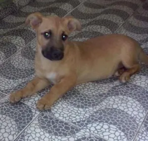 Cachorro raça viralatas idade 2 a 6 meses nome lupita