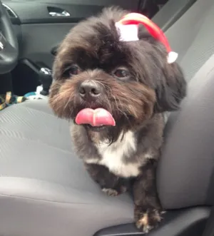 Cachorro raça Mistura de Lhasa Apso e Shihtzu idade 2 anos nome Ganiza
