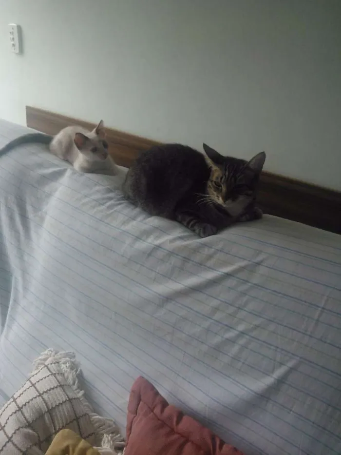 Gato raça vira-lata idade 7 a 11 meses nome Luli e stive