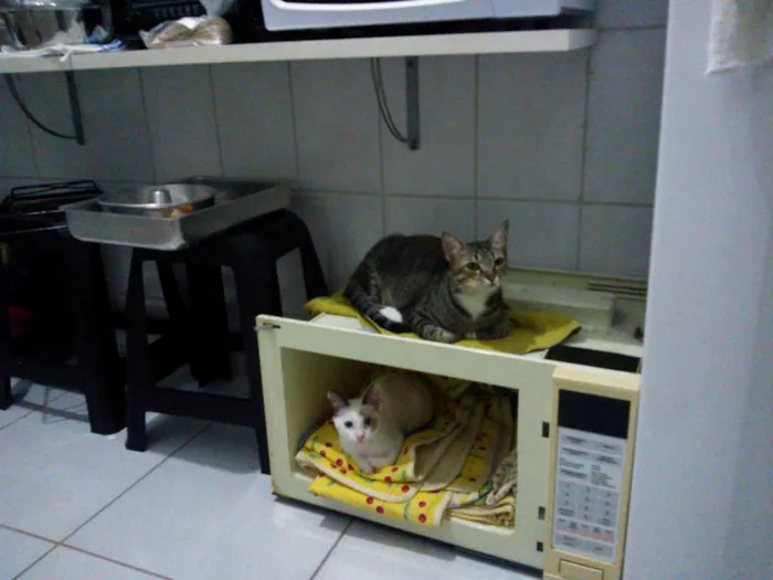Gato raça vira-lata idade 7 a 11 meses nome Luli e stive