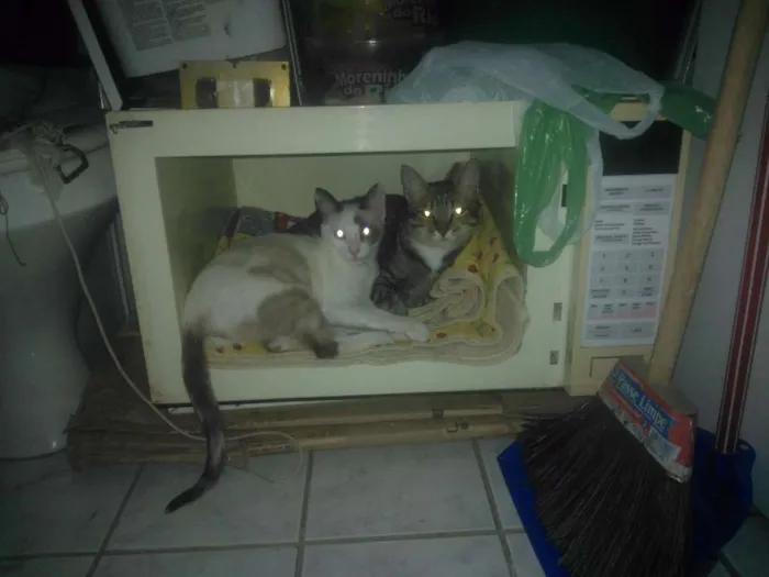 Gato raça vira-lata idade 7 a 11 meses nome Luli e stive