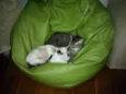 Luli e stive