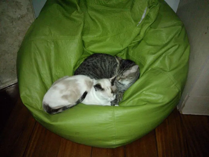 Gato raça vira-lata idade 7 a 11 meses nome Luli e stive