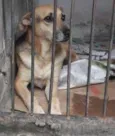 Bela