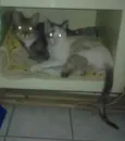 Luli e stive