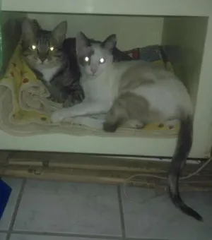 Gato raça vira-lata idade 7 a 11 meses nome Luli e stive