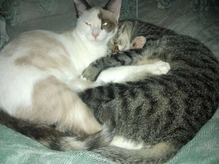 Gato raça vira-lata idade 7 a 11 meses nome Luli e stive