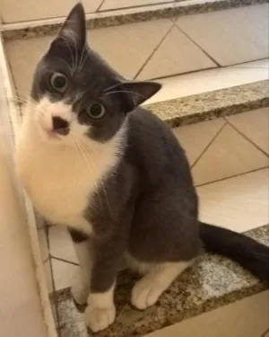 Gato raça Indefinido idade 1 ano nome TOM