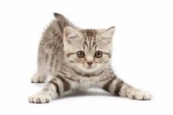 Gato ra a Vira Lata idade Abaixo de 2 meses nome N/a