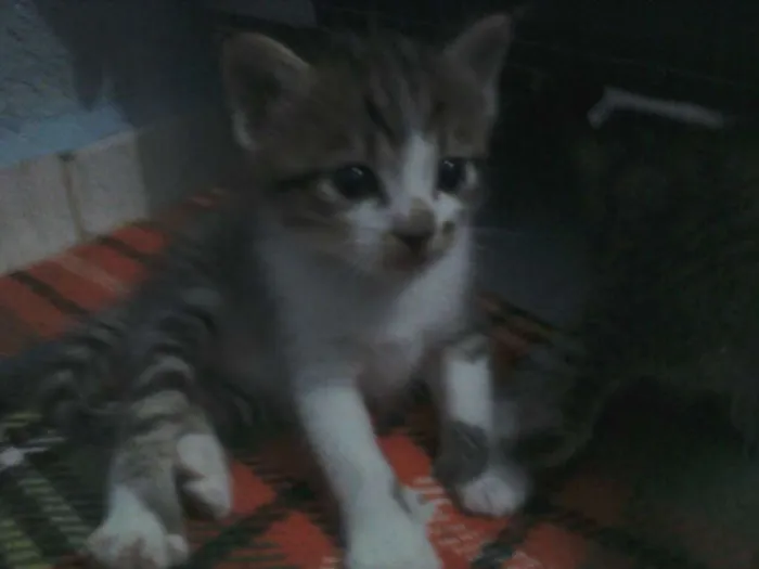 Gato ra a  idade  nome Akira