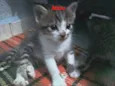 Akira