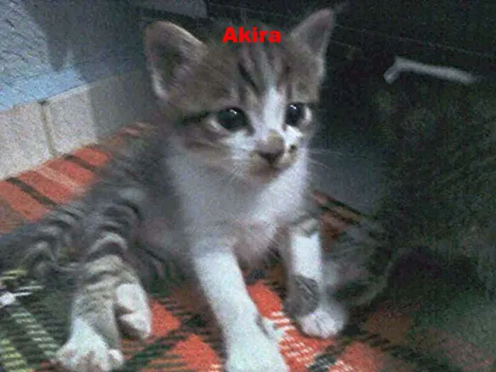 Gato ra a  idade  nome Akira