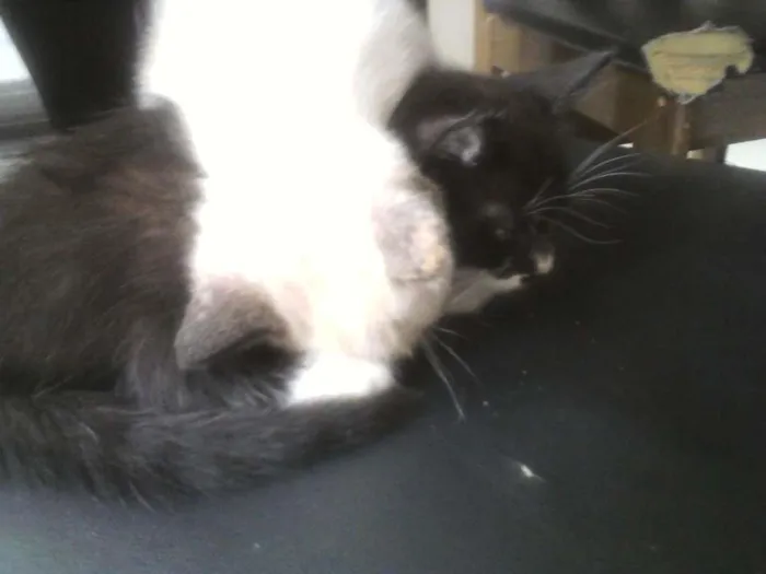 Gato ra a  idade Abaixo de 2 meses nome docinho
