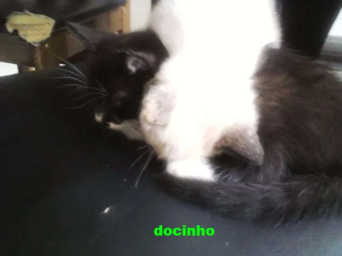 Gato ra a  idade Abaixo de 2 meses nome docinho