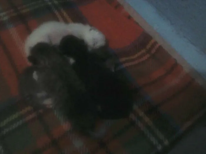 Gato ra a  idade Abaixo de 2 meses nome lindinha