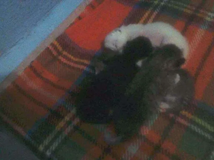 Gato ra a  idade Abaixo de 2 meses nome lindinha