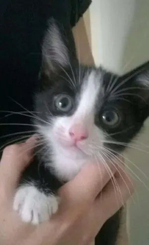 Gato raça Srd idade 2 a 6 meses nome Panda