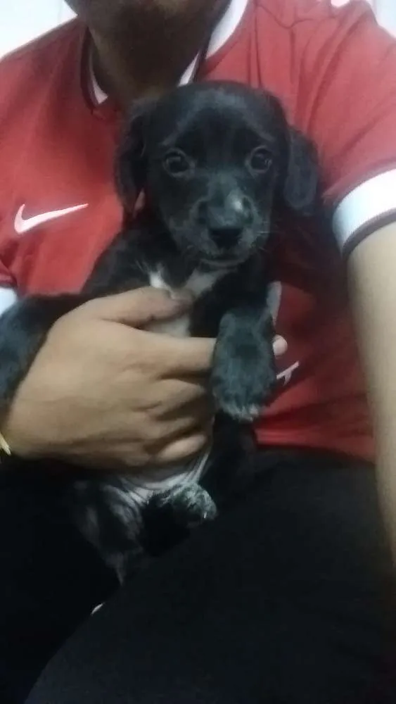 Cachorro ra a Vira lata idade Abaixo de 2 meses nome S/N