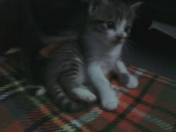 Gato ra a  idade Abaixo de 2 meses nome florzinha