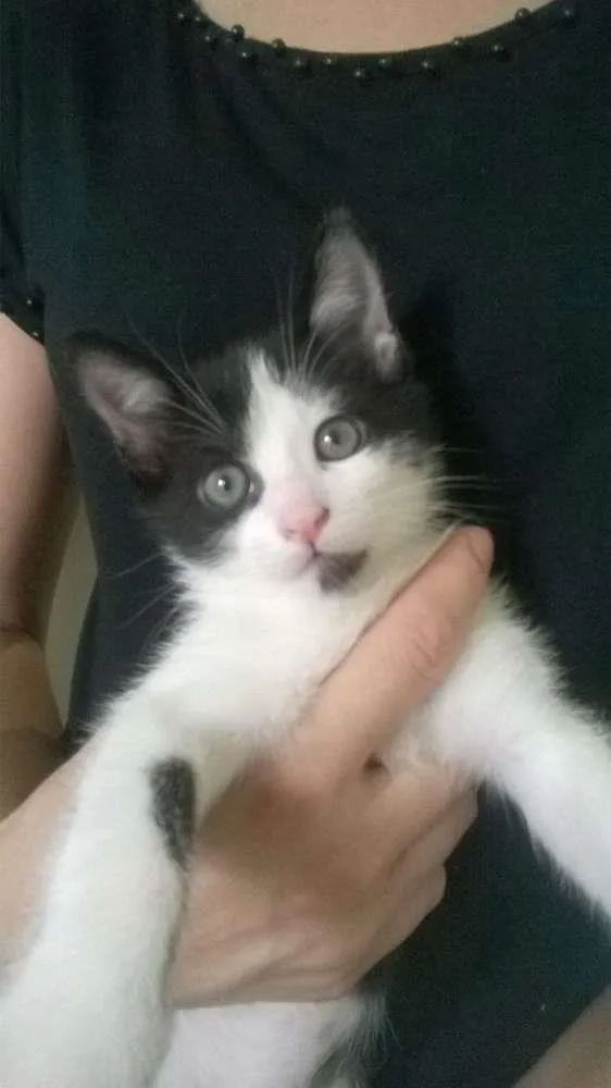 Gato raça Srd idade 2 a 6 meses nome Bolota 
