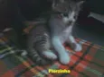florzinha