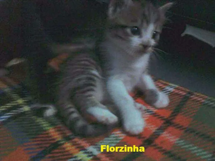 Gato ra a  idade Abaixo de 2 meses nome florzinha