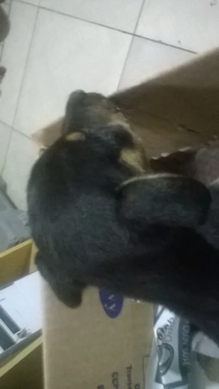 Cachorro ra a Srd idade Abaixo de 2 meses nome Princesa