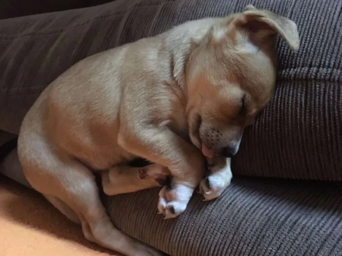 Cachorro raça srd idade Abaixo de 2 meses nome Luna