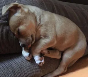 Cachorro raça srd idade Abaixo de 2 meses nome Luna