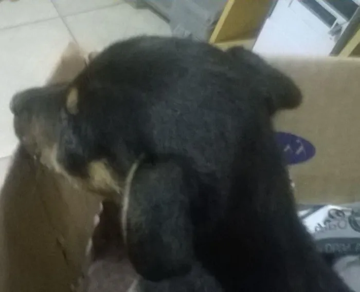 Cachorro ra a Srd idade Abaixo de 2 meses nome Princesa