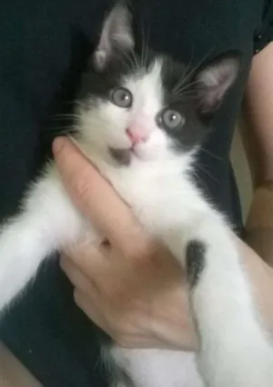 Gato raça Srd idade 2 a 6 meses nome Bolota 