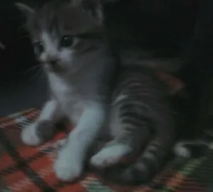 Gato raça  idade Abaixo de 2 meses nome florzinha