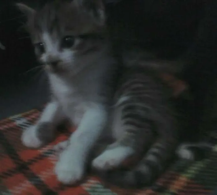 Gato ra a  idade Abaixo de 2 meses nome florzinha