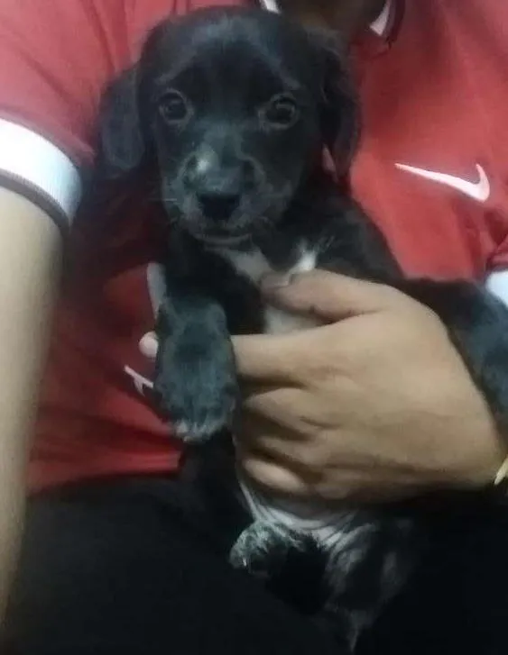 Cachorro ra a Vira lata idade Abaixo de 2 meses nome S/N