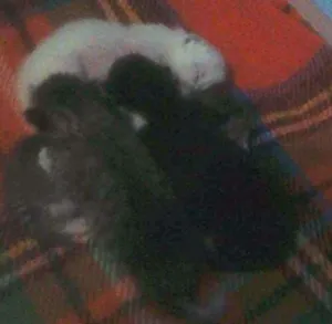 Gato raça  idade Abaixo de 2 meses nome lindinha