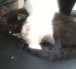 Gato raça  idade Abaixo de 2 meses nome docinho